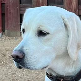 Honey - Labrador Retriever