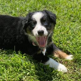 Australian Shepherds from CR Aussies
