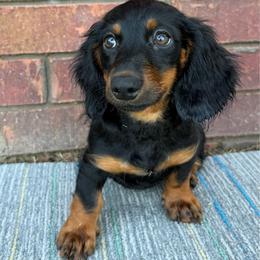 Comet - Black and tan male Dachshund puppy in Keota, Oklahoma from Skyview Doxie Ranch