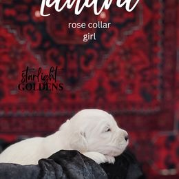 Golden Retriever Puppies from Starlight Goldens
