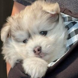 Gizmo - Merle female Pomsky puppy in Broken Arrow, Oklahoma from Sterling Pomskies