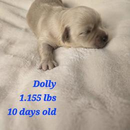 Dolly - Cream female Havanese puppy in Trinity, Alabama from Tooties Cuties Havanese