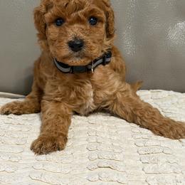 Boy 1 - Apricot male Goldendoodle puppy in Sacramento, California from Golden Heart Doodles