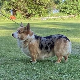 American Corgi puppies from Four Leaf Farm- Vom Vierblättriges Bauernhof