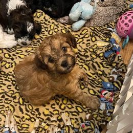 Yorkipoo and Yorkshire Terrier Puppies from Linda Sherman