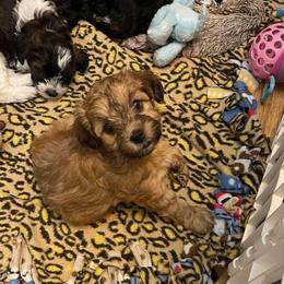 Yorkipoo and Yorkshire Terrier Puppies from Linda Sherman