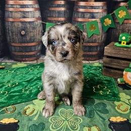 10 blue merle female - Blue merle female Miniature American Shepherd puppy in Placentia, California from Tru Cal Aussies
