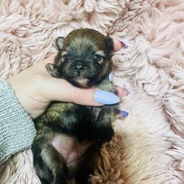 Kyla - Orange sable female Pomeranian puppy in Waterloo, Indiana from Garcias Pomeranian