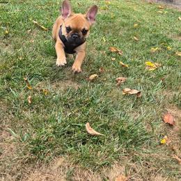 Josie - Fawn female French Bulldog puppy in Lancaster, Ohio from FarmHouse Frenchies