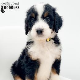 Jordan - Tri-color male Bernedoodle puppy in Tipton, Indiana from Country Creek Doodles