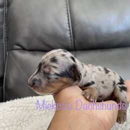 Oreo - Black and tan Dachshund puppy in Orem, Utah from Miekca’s Dachshunds