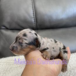 Oreo - Black and tan Dachshund puppy in Orem, Utah from Miekca’s Dachshunds