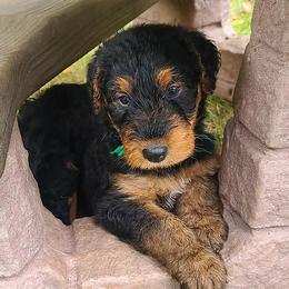 Airedale Terriers from Darbywood Airedales