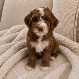 Lassie - Red male Cavapoo puppy in Floyd, Virginia from Hearts and Paws Poodles and Doodles