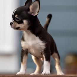 Chihuahuas from Limelight Chihuahuas