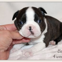 Boy 1 - Seal and white male Boston Terrier puppy in North Central, Vermont from Windy Valley’s Bostons