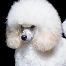 Cockapoos and Poodles from Village Toy Poos