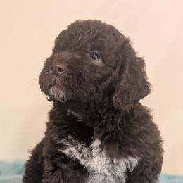 Figaro - Brown male Lagotto Romagnolo puppy in Coos Bay, Oregon from Royal and Loyal Lagotto Romagnolo