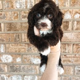 Hot Pink Collar - Brown and white female Cockapoo puppy in Richmond, Kentucky from The Doting Doodle