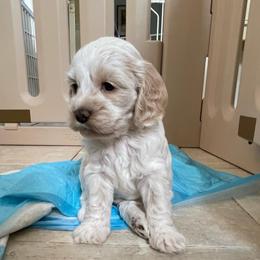 Fawn - Buff and white female Cockapoo puppy in Sewell, New Jersey from Della Luna Cocker Spaniels and Cockapoo Puppies
