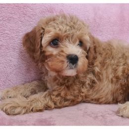 Teddy - Apricot male Cavapoo puppy in Mission, Texas from Sharyland Pets