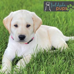Labrador Retriever Puppies from Fieldside Pups