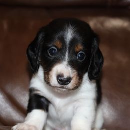 Black and Tan Pie male 1 - Piebald male Dachshund puppy in Pontotoc, Mississippi from Doubletake Doodles & Dachshunds