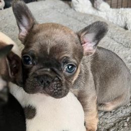 French Bulldogs and German Shepherds from K94ULLC