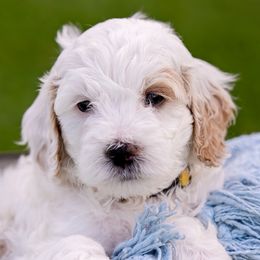 Goldendoodles from SS Goldendoodles