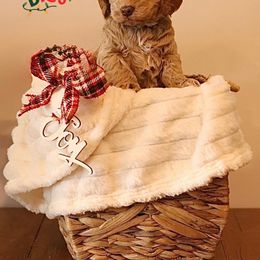 Australian Labradoodle Puppies from Clinch River Labradoodles