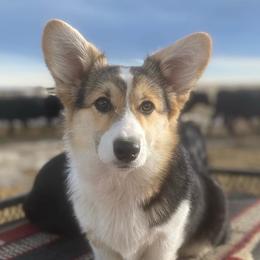 Pembroke Welsh Corgis from N Diamond Corgis
