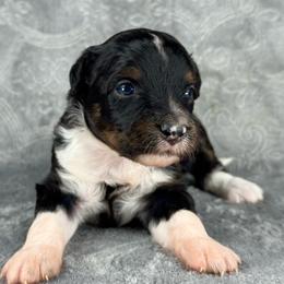 BTF2 - Black tri-color female Aussiedoodle puppy in Prague, Oklahoma from Classic K9’s  Aussies & Doodles