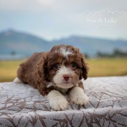 Dakota - Red tri-color female Aussiedoodle puppy in Hamilton, Montana from North Lake Aussies