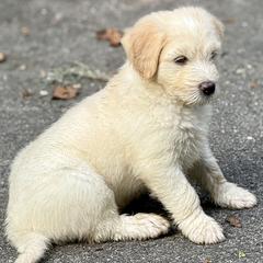 Boy 5 - male Barbado da Terceira puppy in Frederick, Maryland from New World Barbado da Terceira