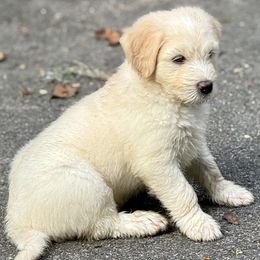 Boy 5 - male Barbado da Terceira puppy in Frederick, Maryland from New World Barbado da Terceira