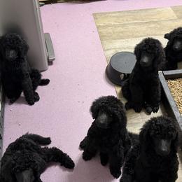 Poodle puppies from Risa Poodles