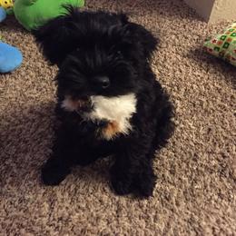 Miniature Schnauzer Puppies from Du Lac Miniature Schnauzers