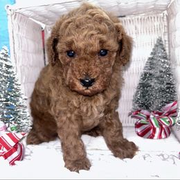 Axl - Red  male Poodle puppy in Columbus, Mississippi from Rocky Road Kennel
