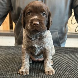 Girl 3 - Brown and gray Wirehaired Pointing Griffon puppy in Shelley, Idaho from Western Gundogs