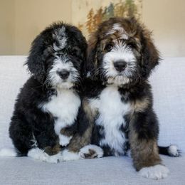 Bernedoodle Puppies from Sonoran Standard Doodles