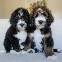 Bernedoodle Puppies from Sonoran Standard Doodles