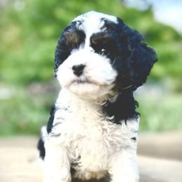 Cavapoo Puppies from Kelly Brooks