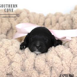 Espresso - Black female Australian Labradoodle puppy in Winter Haven, Florida from Southern Cove Labradoodles