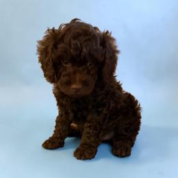 Brown boy - Brown male Poodle puppy in Oneida, Tennessee from Pippa’s Place Poodles