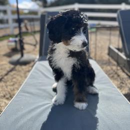 Bernedoodle and Goldendoodle Puppies from Sunkissed Doodles
