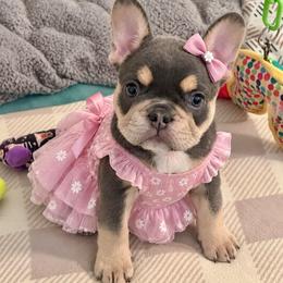 Mystique - Blue female French Bulldog puppy in Indianapolis, Indiana from McDaniel Farm and Fowl