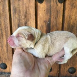 Sky Collar - Gold male Border Collie puppy in Mariposa, California from Team Reeves Ranch