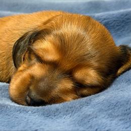 Lil St. Nick - Red male Dachshund puppy in Whitehouse, Texas from Daschund Pups