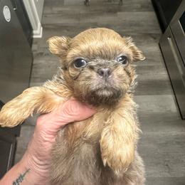 Luke - Blue male Shih Tzu puppy in Kettering, Ohio from LaDawn’s Little Lions