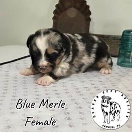 Quetta - Blue merle female Miniature Australian Shepherd puppy in Jaroso, Colorado from Heaven Sent Aussies